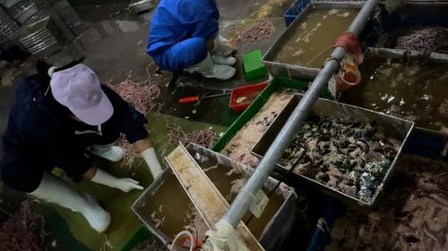 鵝腸鴨腸加工亂象 上熱搜 山東 河南兩地回應(yīng)